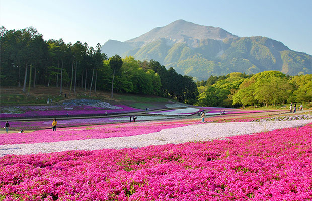 Hitsujiyama Park Shibazakura image